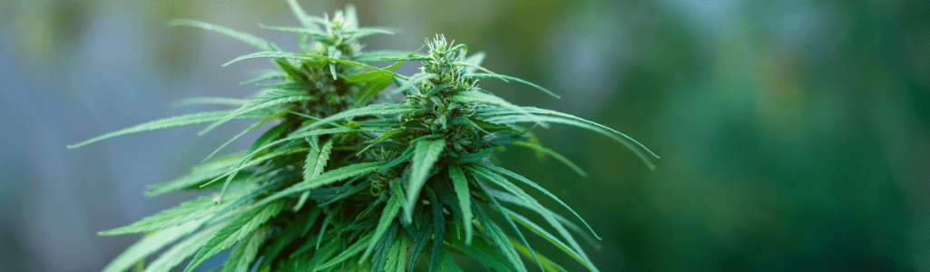 sativa cannabis banner