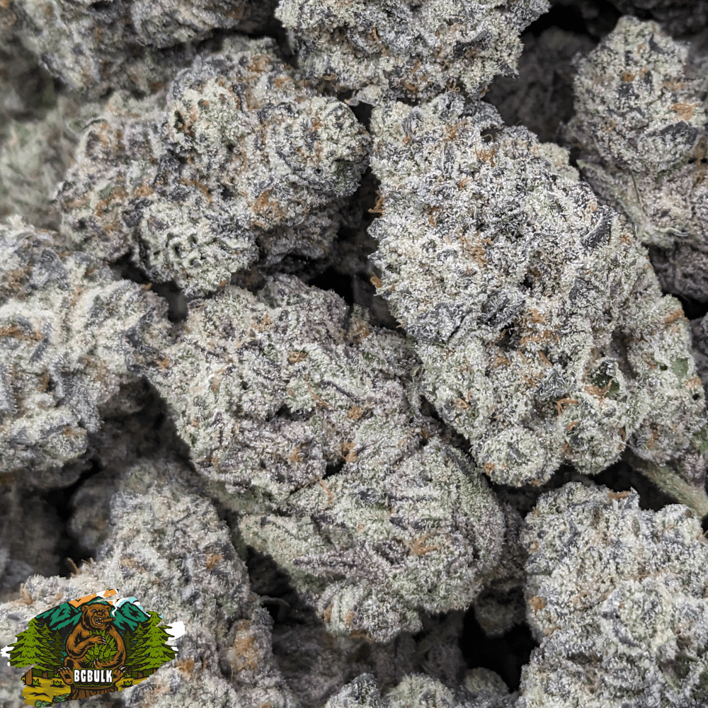 Biscotti Mintz Bulk Cannabis