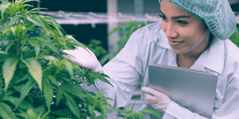 indica cannabis strain