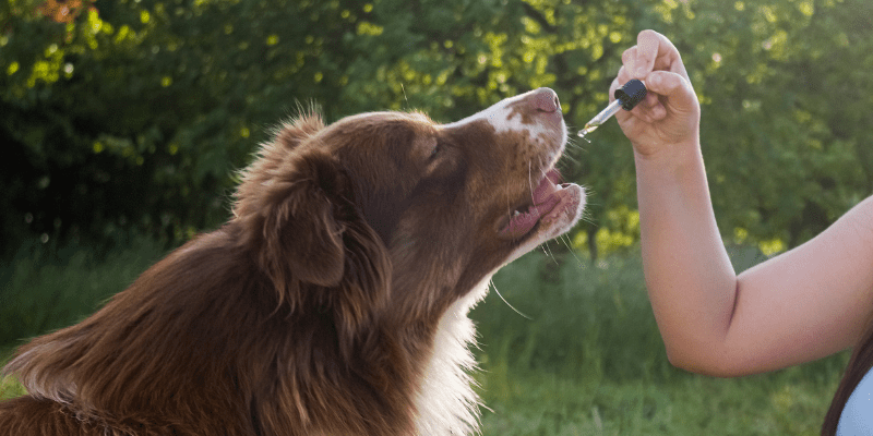 Cannabis Products for Pets