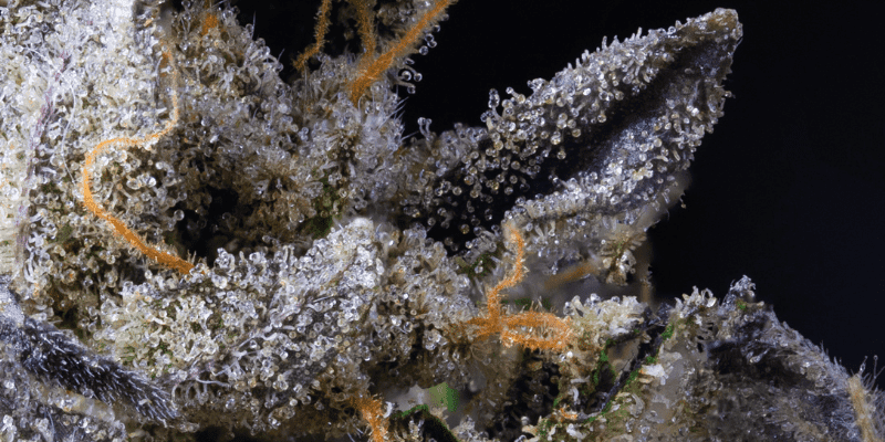 What Defines Quad-Quality Cannabis