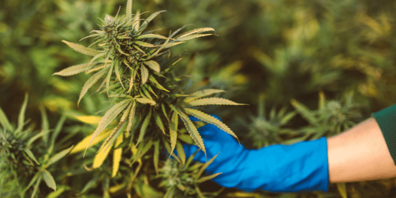 The Best New Cannabis Strains for 2024