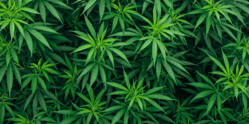 Buy Bulk Weed Online