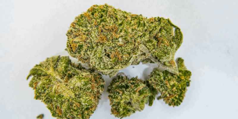 Small Buds vs Big Buds